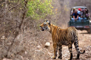 Rajasthan Wildlife Tour